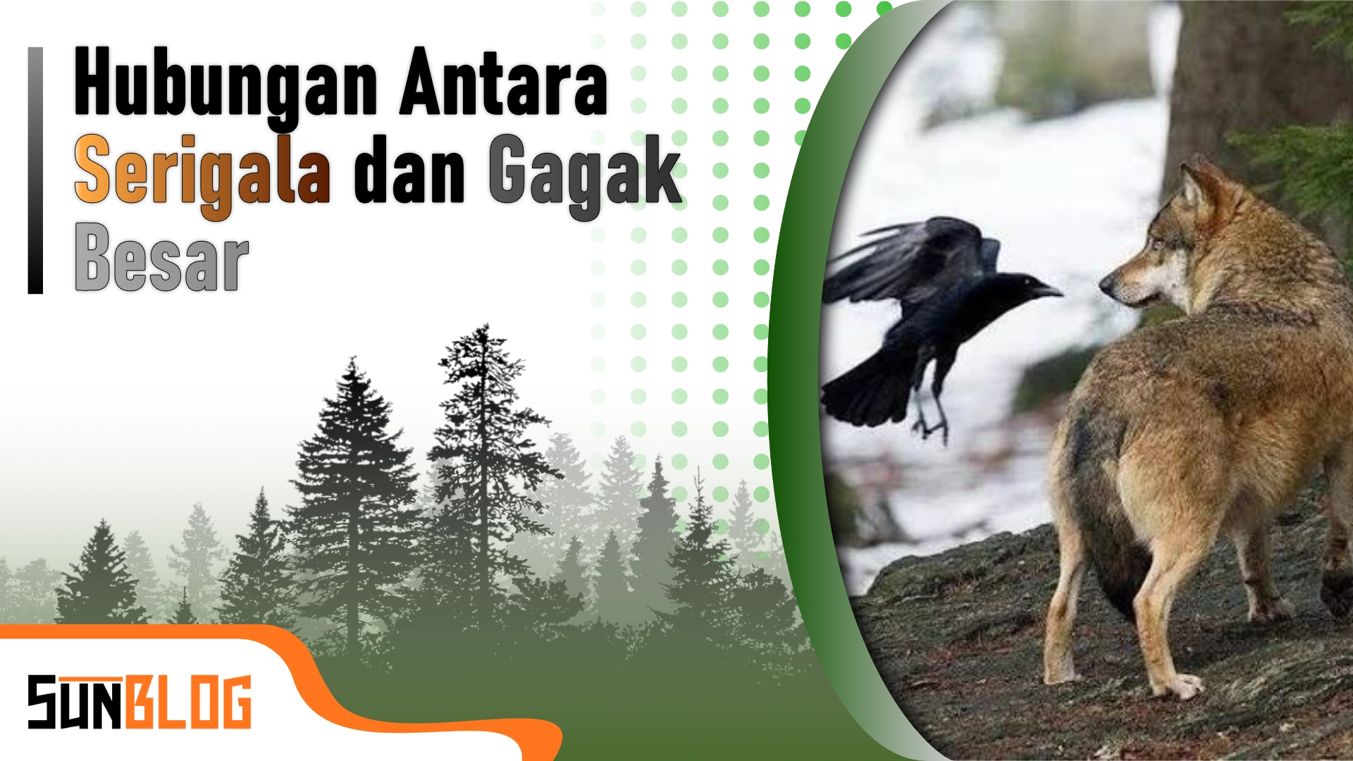 Thumbnail for Mengapa Gagak Besar (Raven) dan Serigala Sering Bekerja Sama di Alam Liar?